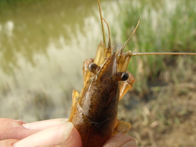 Procambarus clarkii I presume